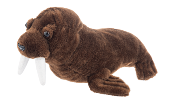Walrus